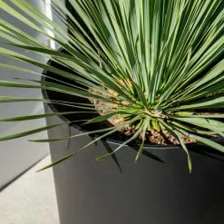 Veradek Pure Series Kona Planter, Black, 20 In. -Ceiling Lighting Shop 4361725800ad6c4c 6103 w800 h800 b0 p0