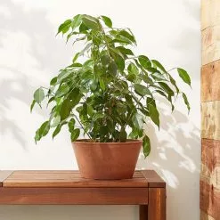 Arcadia Garden Products Sleek Bulb Pan, Terra-Cotta -Ceiling Lighting Shop 54d18b830d5aa5ea 0537 w800 h800 b0 p0