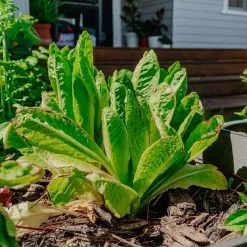 Watex LLC. Watex Modular Garden Bed, 4 Bed -Ceiling Lighting Shop 5a91e0f0011cab09 8960 w800 h800 b0 p0