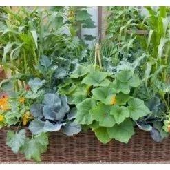 Master Garden Products Deep Woven Willow Raised Bed, 48"W X 48"L X 12"H 8 Master Garden Products Deep Woven Willow Raised Bed, 48"W X 48"L X 12"H -Ceiling Lighting Shop 6eb175400c13e6f1 6006 w800 h800 b0 p0