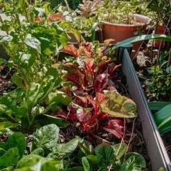 Watex LLC. Watex Modular Garden Bed, 4 Bed -Ceiling Lighting Shop d0b1c202011cab08 8960 w800 h800 b0 p0